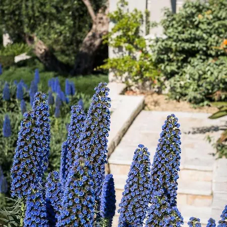 Olivia By Vintage Travel